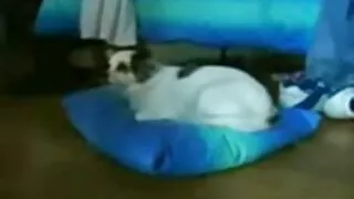 Excitat nemernic atacat de fete tinere dezbracate tijă elastică în nemernic